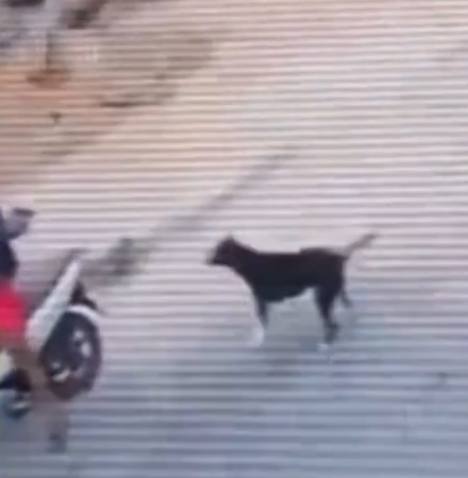 Homem atira em cachorro e é flagrado por câmera de segurança