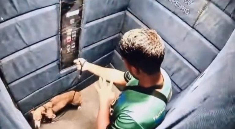 Passeador é investigado por enforcar cachorro com coleira dentro de elevador; veja vídeo