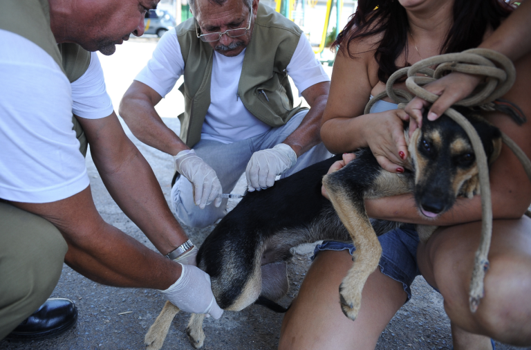 Caso de raiva é confirmado em Salvador após mais de 20 anos sem registros em cães e gatos