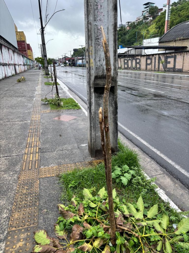 Prefeitura registra aumento de vandalismo contra mudas e alerta para prejuízos à arborização de Salvador