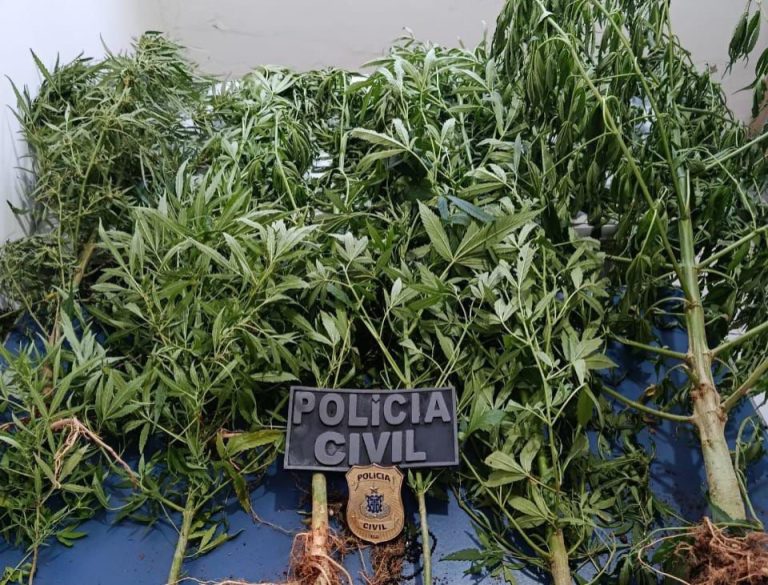 Polícia apreende plantação de maconha no extremo sul baiano