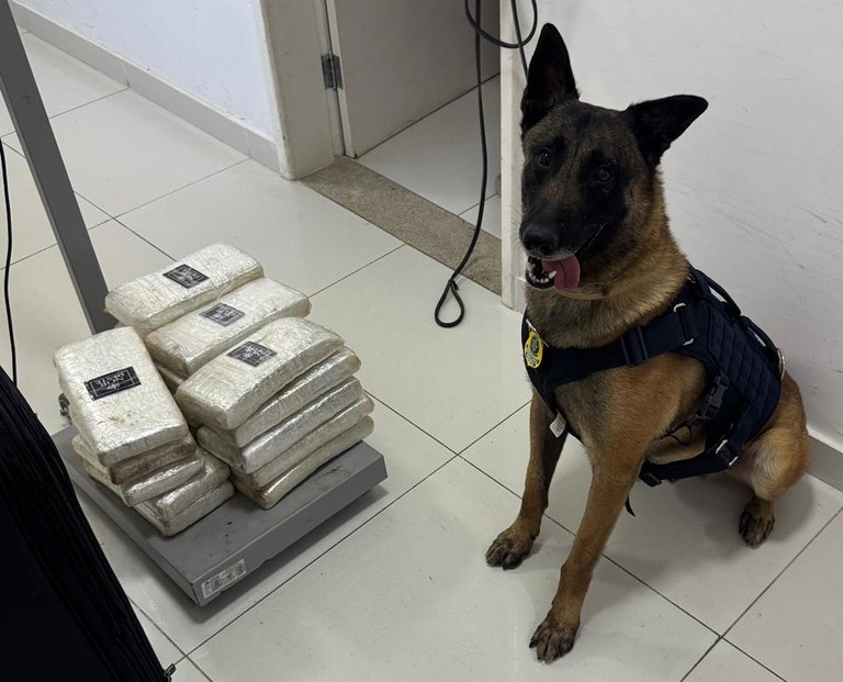 Cão farejador da PRF encontra 22 kg de drogas em ônibus na BR-116 em Vitória da Conquista