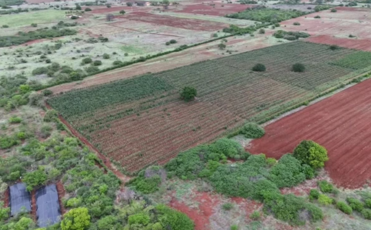 PM erradica 3 hectares de maconha na zona rural de Cafarnaum