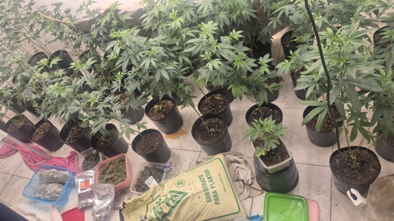 Polícia encontra estufa de maconha dentro de casa na Lapinha
