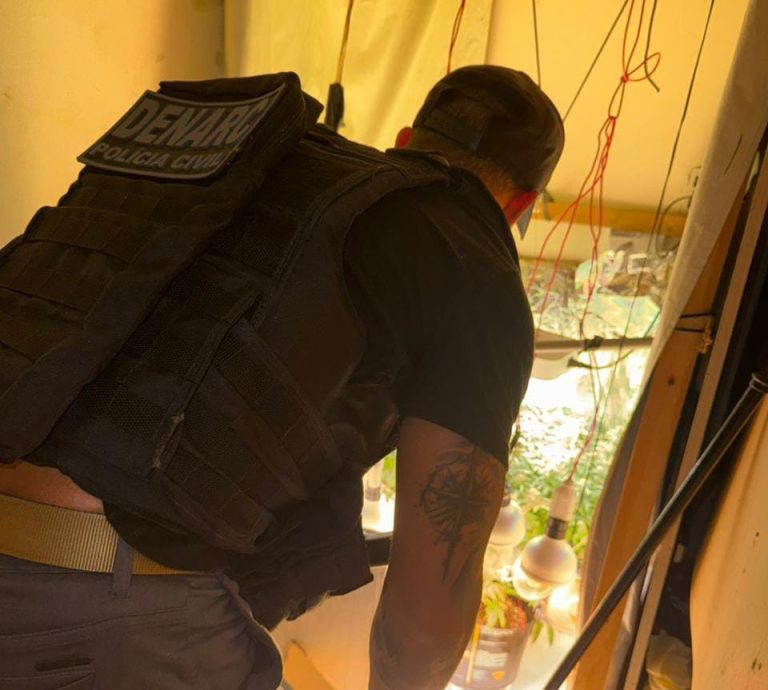 Polícia desarticula estufa com 20 pés de maconha em Porto Seguro