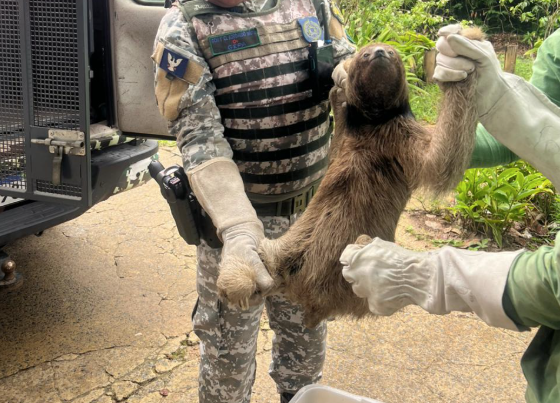 GCM resgata preguiça-de-coleira em Ondina com apoio da UFBA