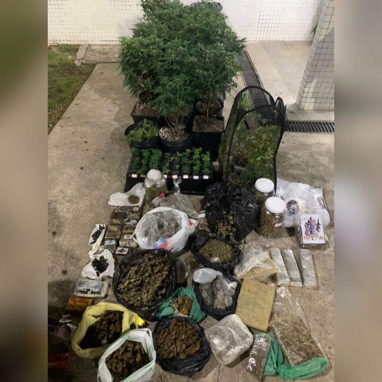 PM flagra estufas com maconha e apreende drogas em Pituaçu