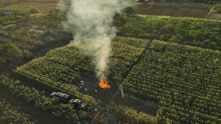 Operação Erva Daninha erradica 20 mil pés de maconha e causa prejuízo de R$ 4 milhões ao tráfico