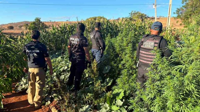 Polícia Civil desmonta plantação de maconha e causa prejuízo de R$ 500 mil ao tráfico na Bahia