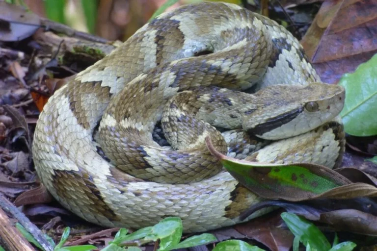 Bahia registra mais de 170 mil acidentes com serpentes em cinco anos; Feira de Santana lidera notificações