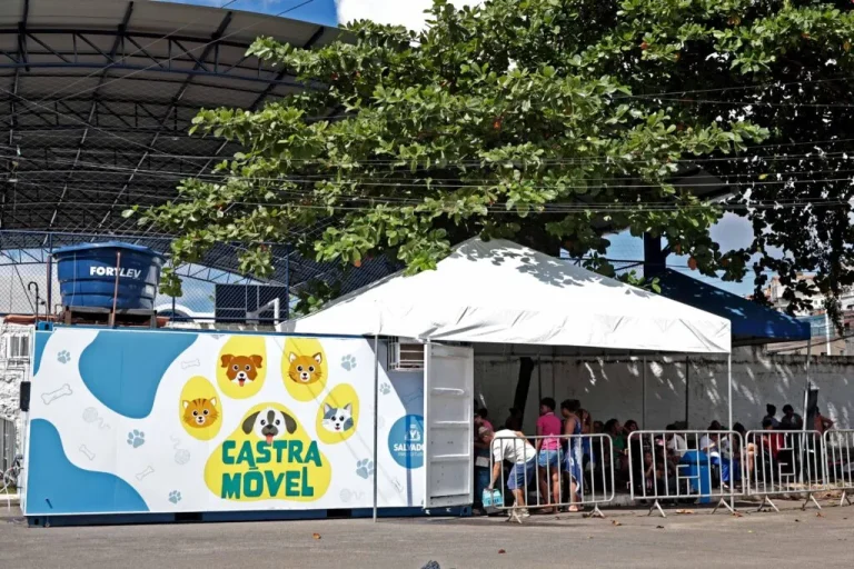 Castração gratuita de cães e gatos começa na Avenida Paralela, em Salvador
