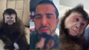 Macaco-prego de Marcell Moraes morre três dias após resgate em Salvador